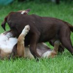 Spielende Welpen