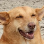 Podenco