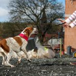 Hund bellt, Foto: Melanie