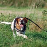 Hund Aggression