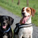 Zwei Hunde machen Sitz, Foto: Melanie