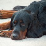 Gordon Setter Hanni