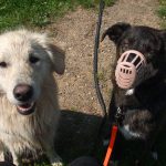 Maxi und Pino unterwegs