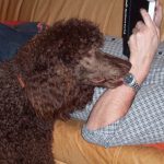 Hund ignorieren