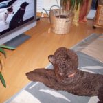 Hund sieht Fernsehen