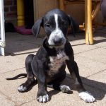 Welpchen, Foto: Nina