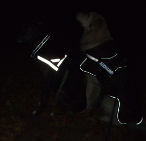 Hund im Dunkeln mit Reflektorgeschirr Hunde Reflektorgeschirre und Reflektorhalsbänder
