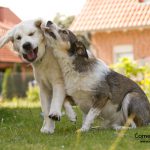 Zwei Welpen am Spielen, Foto: Connie