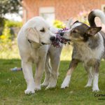 Zwei Welpen mit Spielzeug, Foto: Connie