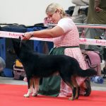 Samur im Ausstellungsring