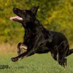 Tierfotografie - Hund