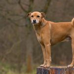 Hund auf Baumstumpf