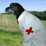 Hund Erste Hilfe Dr. Who