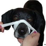 hund-erste-hilfe-maulschlaufe