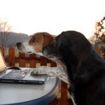 Hunde vor Laptop, Foto: Melanie