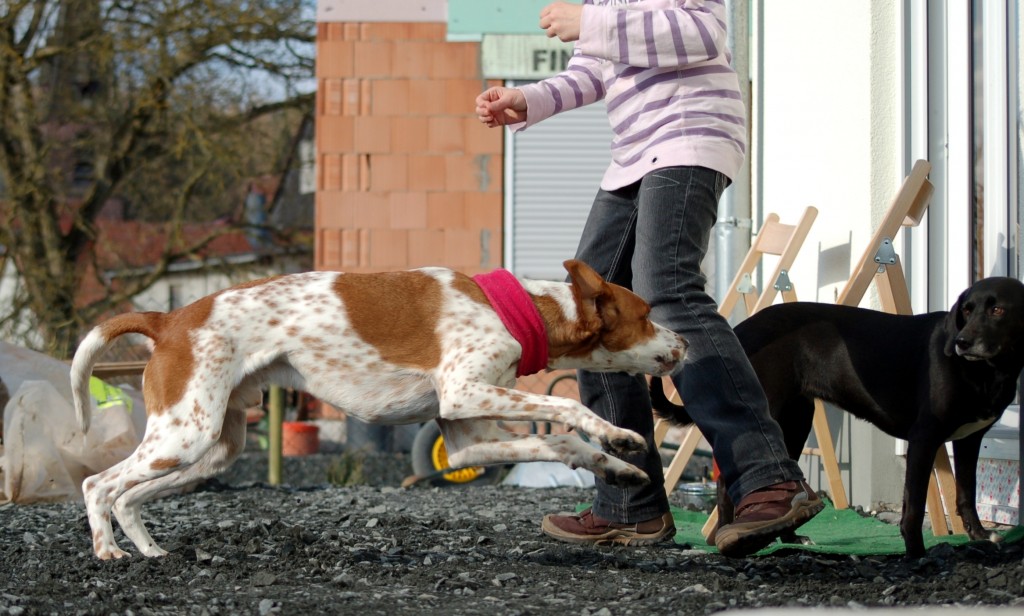 Schmuggelhund Ehepaar schmuggelt Geld mit Hund über die Grenze