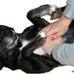 hund-erste-hilfe-herzmassage