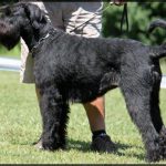 Riesenschnautzer