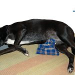 hund-erste-hilfe-seitenlagerung-waermekissen