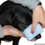 Hund Nasenbliten