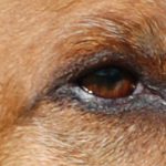 auge-hund