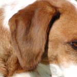 ohr-hund