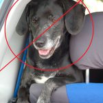 Hund im Auto, Foto: Melanie