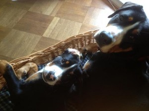 Zwei große Schweizer Sennenhunde