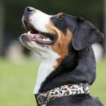 sennenhund