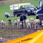 Schlittenhunde-Rennen