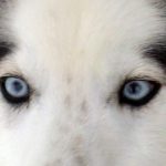 snowdogs
