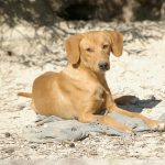 Gelbhund