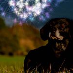 Silvester Hund Tipps