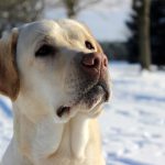 Labrador Retriever – Rasseportrait aus der Sicht des Hundehalters5