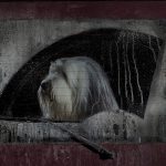 Burt Hundebildband The Silence of Dogs in Cars
