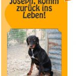 joseph komm zurueck ins leben