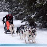 Schlittenhunderennen Gaberl
