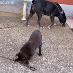 Katze Hund Gassi
