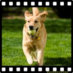 Planet Hund Videos