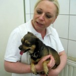 Rehpinscher Tierschutz