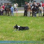 Kurzhaar Border Collie