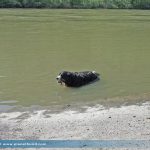 Berner Sennenhund im Wasser