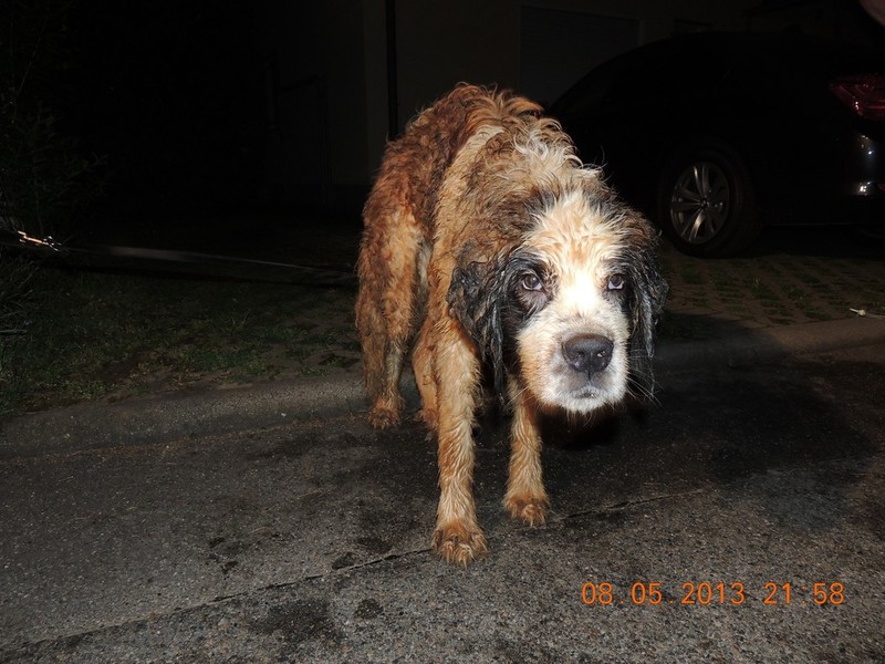 Bild Tierrettung RheinNeckar Hund