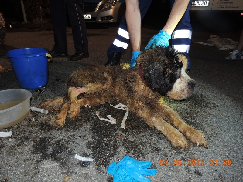 Bild Tierrettung RheinNeckar Hund