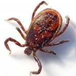 Tick_male_(aka)