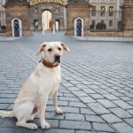 Mein Hund Meine Stadt