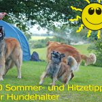 Hund Hitze Sommer Hundehalter