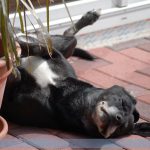 hunde-erste-hilfe-hitzeschlag