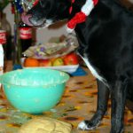 hundekekse backen