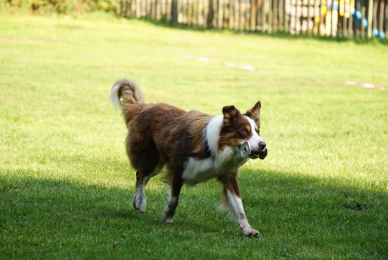 Border Collie Obedience Metall-Apport
